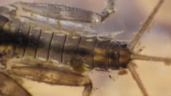 Stenacron interpunctatum