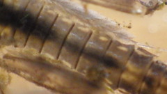 Stenacron interpunctatum