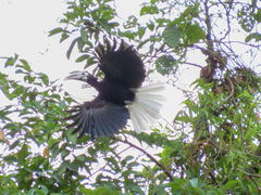 Anthracoceros marchei