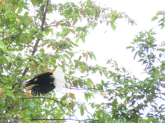 Anthracoceros marchei