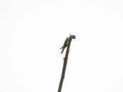 Tanygnathus lucionensis