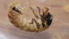 Glossosoma nigrior
