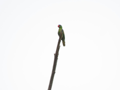 Tanygnathus lucionensis