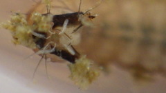 Glossosoma nigrior