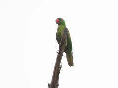 Tanygnathus lucionensis