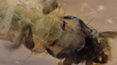 Glossosoma nigrior