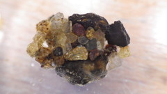 Glossosoma nigrior