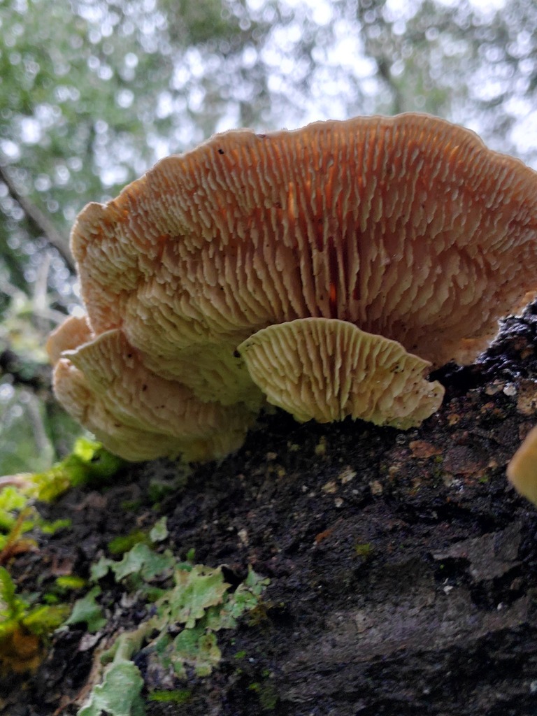 Trametes betulina · February 2026 · photo: © arlenedevitt (iNaturalist, cc-by)