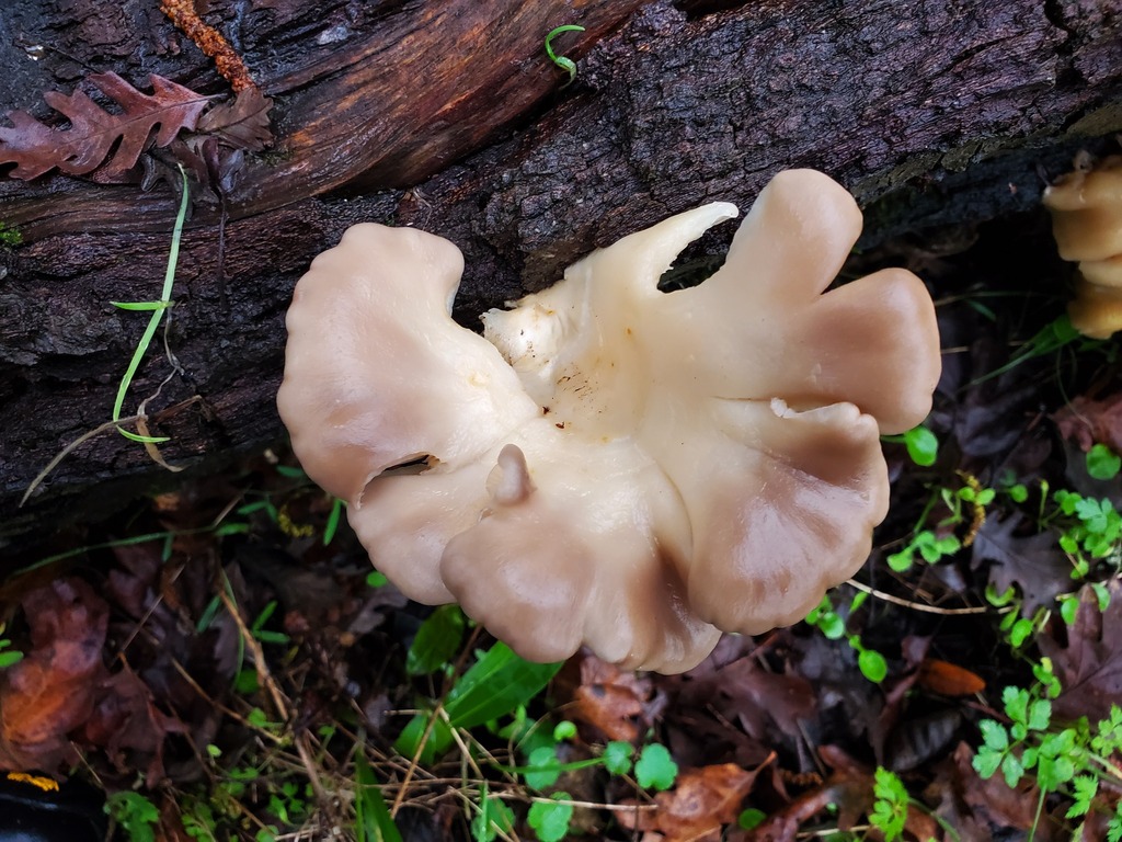 Pleurotus ostreatus · February 2026 · photo: © arlenedevitt (iNaturalist, cc-by)