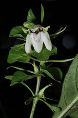Asystasia gangetica
