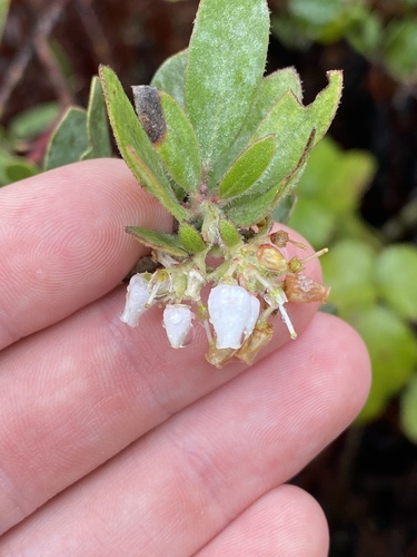 Arctostaphylos silvicola, photograph 3