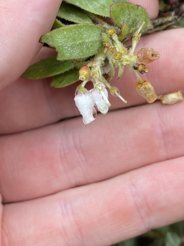 Arctostaphylos silvicola, photograph 4