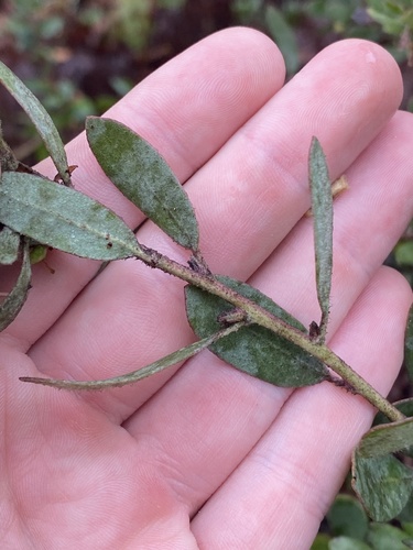Arctostaphylos silvicola, photograph 5