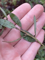 Arctostaphylos silvicola, photograph (c) Daniel Kennedy, some rights reserved (CC BY)