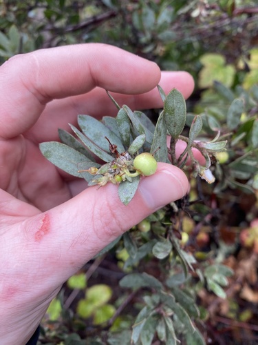 Arctostaphylos silvicola, photograph 6