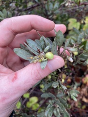 Arctostaphylos silvicola, photograph (c) Daniel Kennedy, some rights reserved (CC BY)