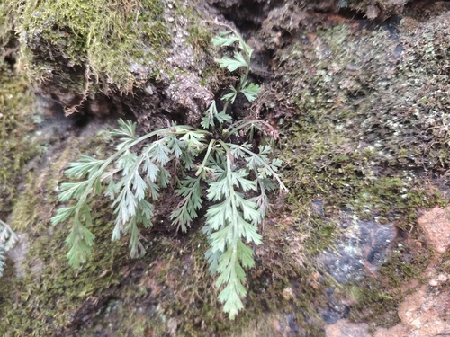 Beijing spleenwort