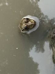 Hoplobatrachus occipitalis
