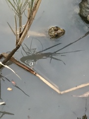 Hoplobatrachus occipitalis