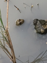 Hoplobatrachus occipitalis