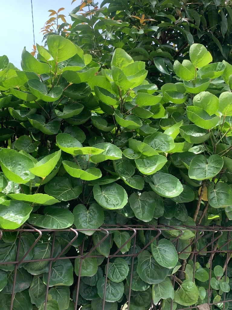 Mangkokan (Polyscias scutellaria)
