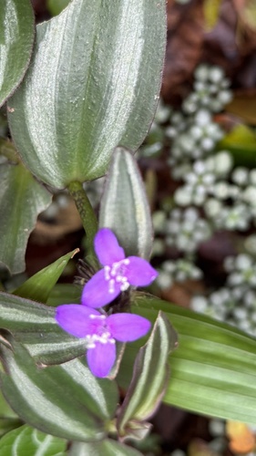 Tradescantia zebrina observed 2026-02-16