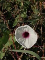 Ipomoea anisomeres