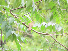 Iole palawanensis