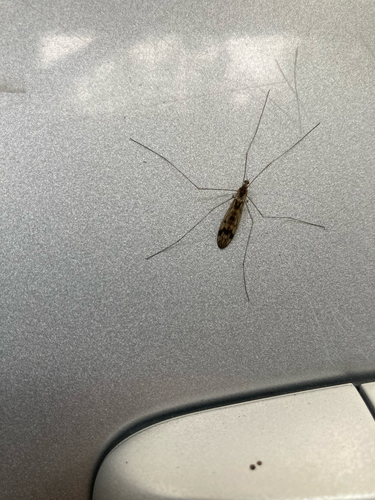 Unknown species found near Humboldt County, US-CA, US
