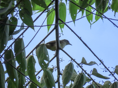 Pycnonotus cinereifrons
