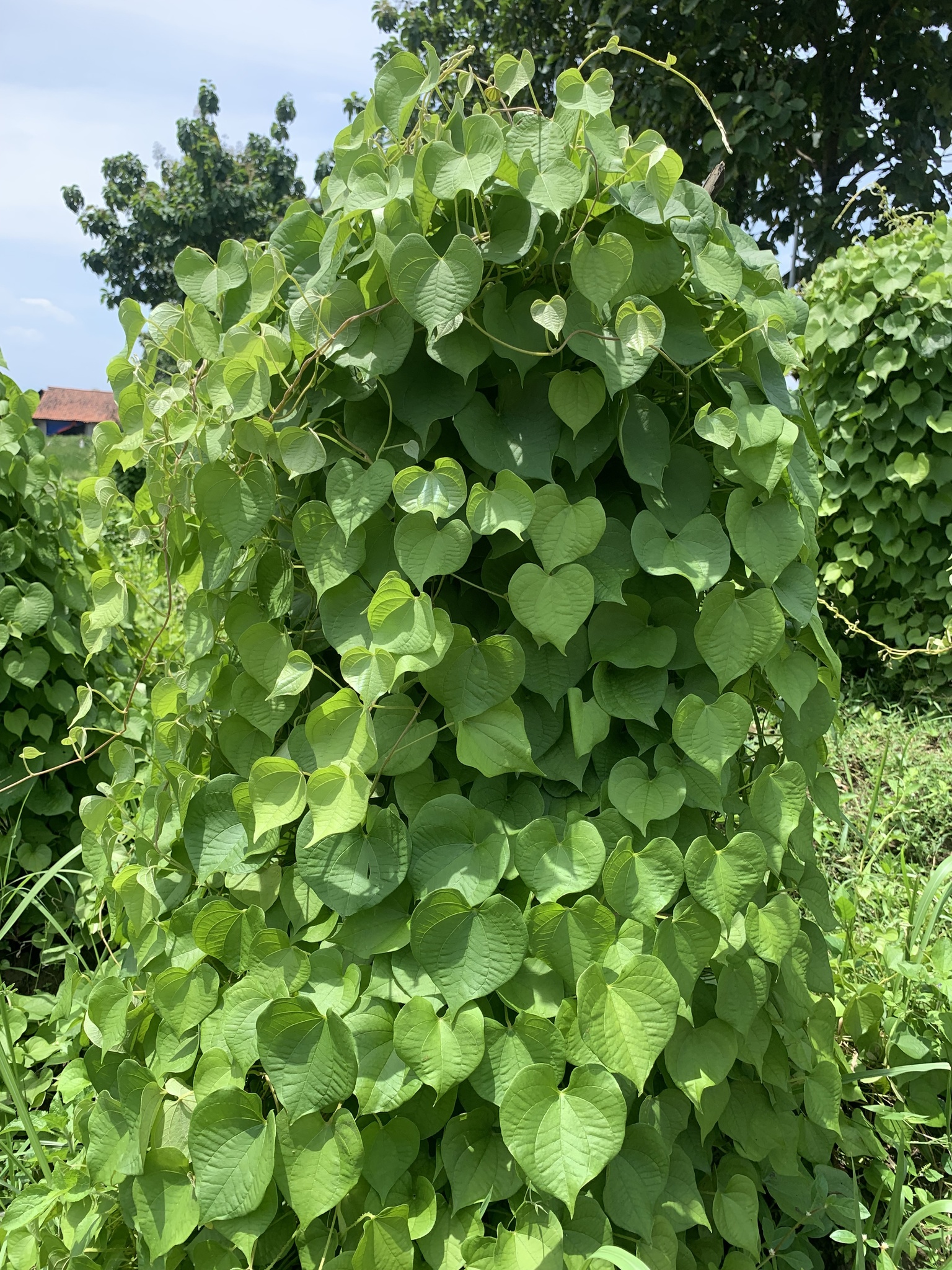 Imagem de Tinospora crispa