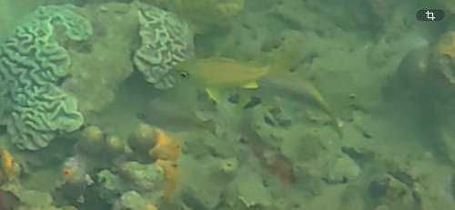 Haemulon flavolineatum