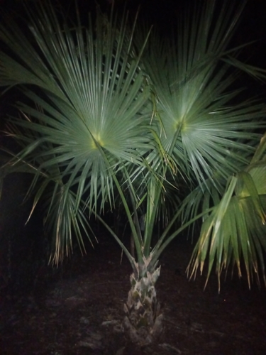 Thatch Palmetto (Sabal yapa)