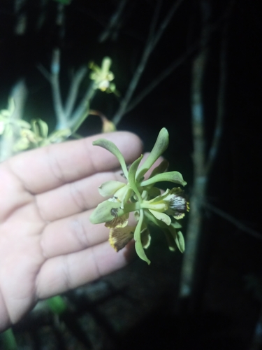 Winged Encyclia (Encyclia alata)