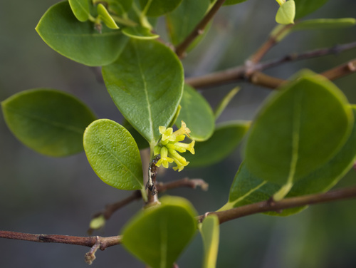 Wikstroemia phillyreifolia observed 2026-02-16