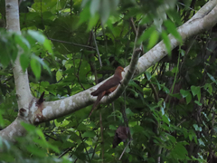 Macropygia tenuirostris