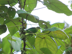 Chloropsis palawanensis