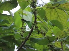 Chloropsis palawanensis