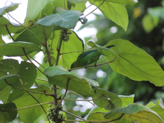 Chloropsis palawanensis