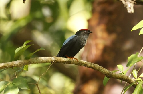 Lance-tailed Manakin (Chiroxiphia lanceolata), photo 7