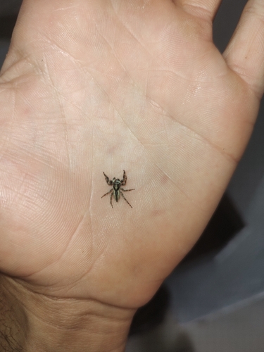 Gray Wall Jumping Spider