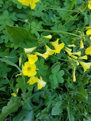 Oxalis pes-caprae