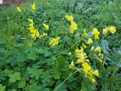 Oxalis pes-caprae