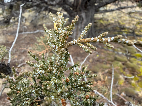 western juniper (Juniperus occidentalis)