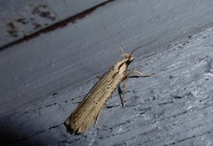 Anisoplaca ptyoptera