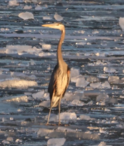 Great Blue Heron
