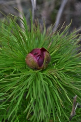 Paeonia tenuifolia