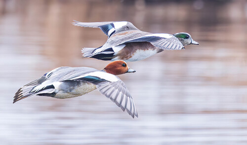 Canard siffleur