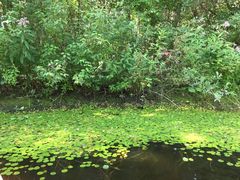 Hydrocharis morsus-ranae