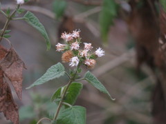 Tamaulipa azurea